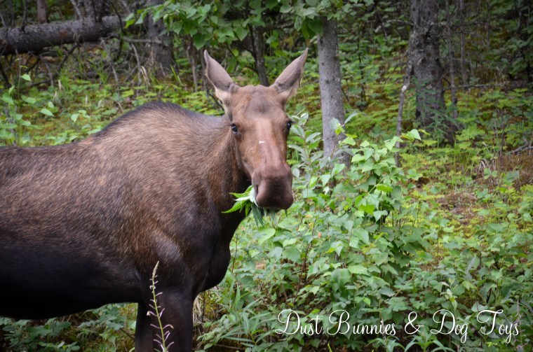 Moose2