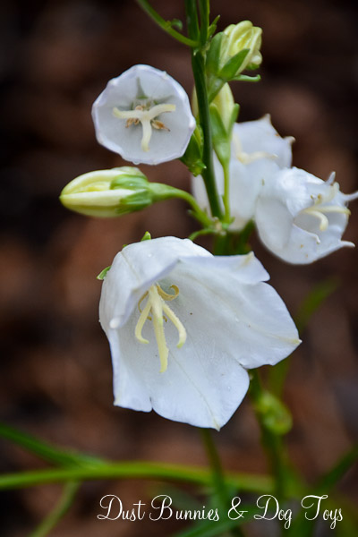 Campanula