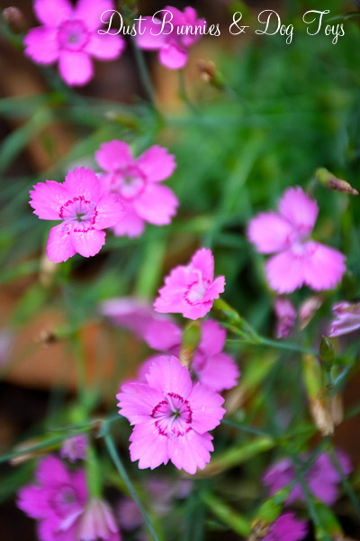 Phlox