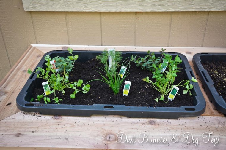PlanterPlantedHerbs