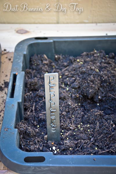 PlanterPlantedMarkerPeppers