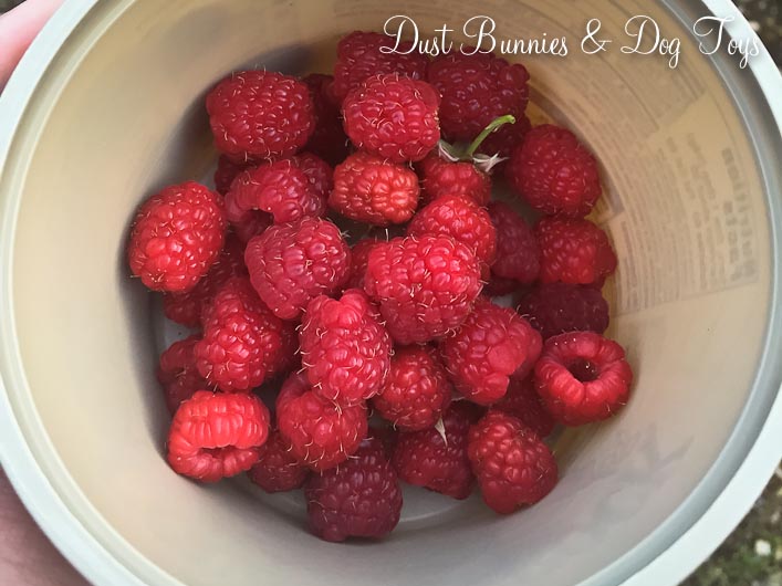 Raspberries1