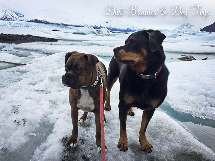 GlacierDogs